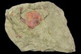 Ordovician Carpoid Fossil - Morocco #105889-1